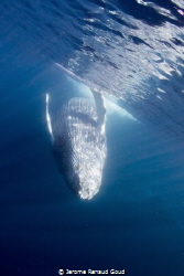humpback whale diving on her back by Jerome Renaud Goud 
